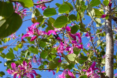 Bauhinia purpurea tree with pink flower