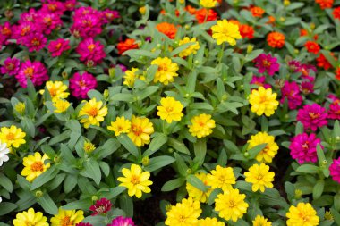 Bahçedeki zinnia çiçeği