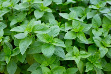 Taze yeşil fesleğen yaprakları