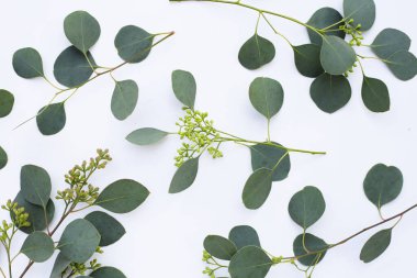 Beyaz arka planda okaliptüs yaprakları. Yeşil yaprak dalları.