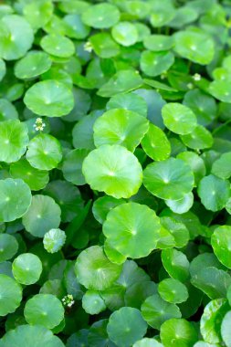 Centella asiatica (gotu kola). Bitkisel ilaç fabrikası