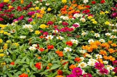 Bahçedeki zinnia çiçeği