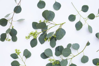 Beyaz arka planda okaliptüs yaprakları. Yeşil yaprak dalları.