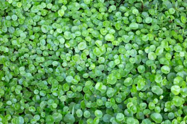 Gotu kola veya centella asiatica. Bahçedeki yeşil bitki yaprakları