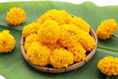 Güzel sarı kadife çiçekleri