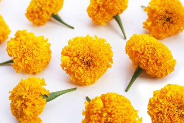 Güzel sarı kadife çiçekleri