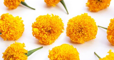 Güzel sarı kadife çiçekleri