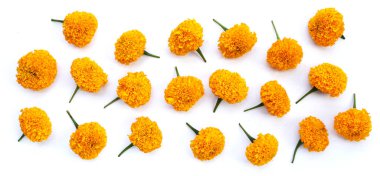 Güzel sarı kadife çiçekleri