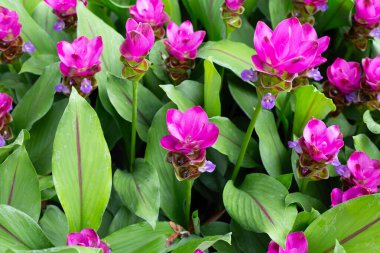 Curcuma sessilis bagaj bitkisinin pembe çiçeği