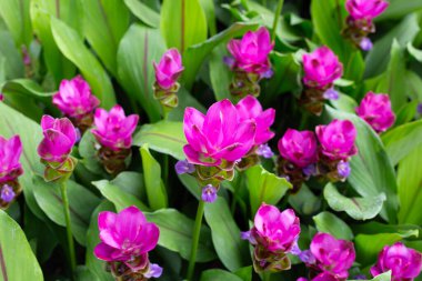 Curcuma sessilis bagaj bitkisinin pembe çiçeği
