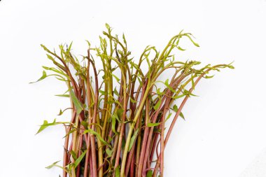 Beyaz zemin üzerinde su konvülvüsü ya da su ıspanağı.