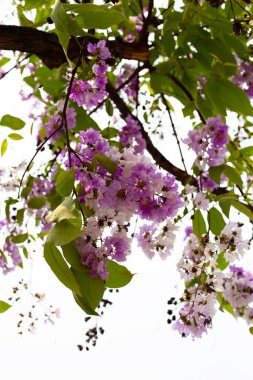 Tayland bungor ağacı (Lagerstroemia loudonii Teijsm ve Binn)