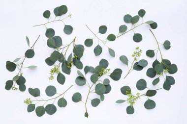 Beyaz arka planda okaliptüs yaprakları. Yeşil yaprak dalları.