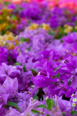 Beautiful bougainvillea flowers with green leaves