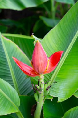 Yeşil yapraklı güzel kırmızı muz çiçeği