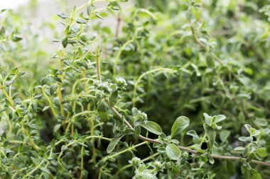 Bitkinin taze yaprakları.