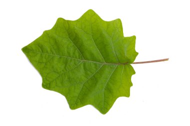 Kıllı patlıcandan yeşil yaprak, Solanum stramonifolium Jacq