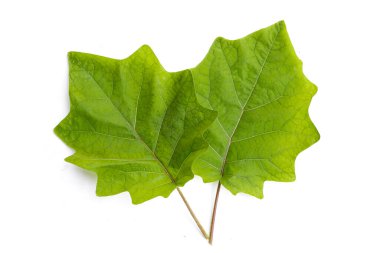 Kıllı patlıcandan yeşil yaprak, Solanum stramonifolium Jacq