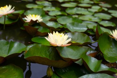 Güzel bir nilüfer. Yeşil yapraklı nilüfer çiçeği