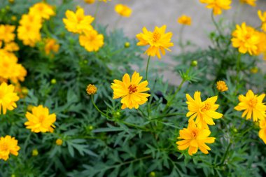 Sülfür kozmosu limonlu venetler sarı çiçek