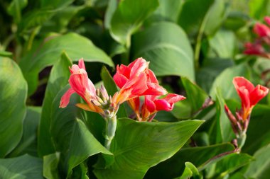 Bahçede pembe konserve çiçeği