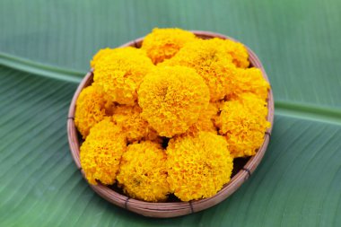 Güzel sarı kadife çiçekleri