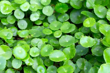 Centella asiatica (gotu kola). Taze yeşil yapraklı bitki arka planı.