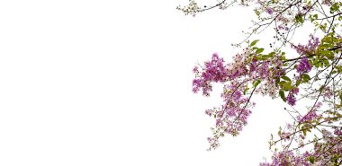 Tayland bungor ağacı (Lagerstroemia loudonii Teijsm ve Binn)