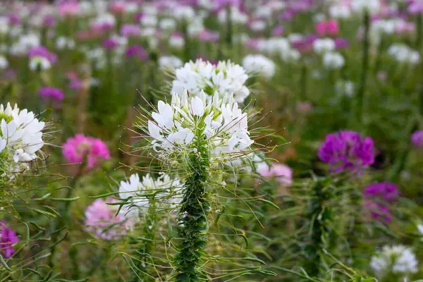 Parktaki Cleome Spinosa çiçeği