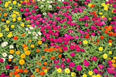 Bahçedeki zinnia çiçeği