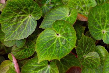 Bahçedeki begonya bitkileri