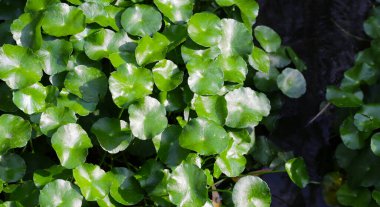 Gotu kola, Asya pennywort, Hint pennywort. Göletteki su bitkisi