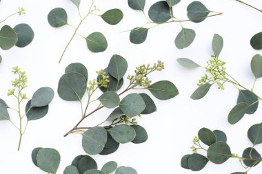 Beyaz arka planda okaliptüs yaprakları. Yeşil yaprak dalları.