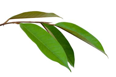 Beyaz arkaplanda Durian yaprakları.