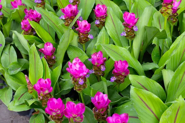 Curcuma sessilis bagaj bitkisinin pembe çiçeği