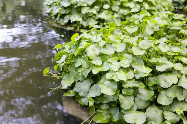 Gotu kola, Asya pennywort, Hint pennywort. Göletteki su bitkisi