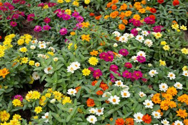 Bahçedeki zinnia çiçeği
