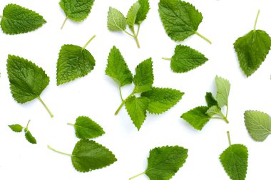 Beyaz arka plan üzerinde taze Melisa yaprakları.