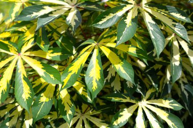 Cassava bitkisi (Manihot esculenta). Yeşil ve sarı yapraklar