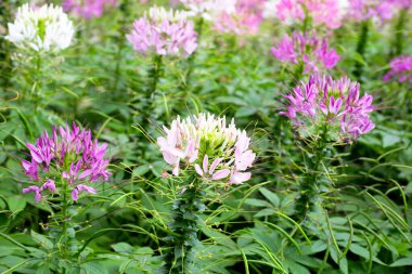 Parktaki Cleome Spinosa çiçeği