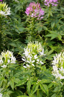 Parktaki Cleome Spinosa çiçeği