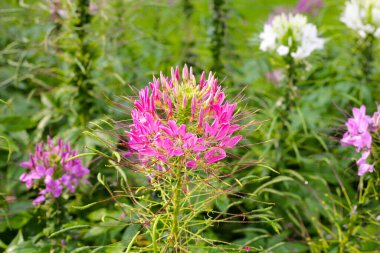 Parktaki Cleome Spinosa çiçeği