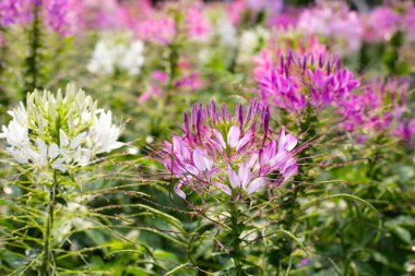 Parktaki Cleome Spinosa çiçeği