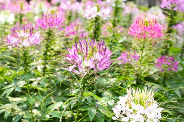 Parktaki Cleome Spinosa çiçeği