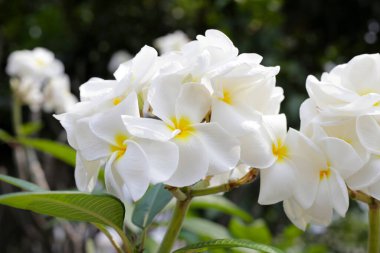 Plumeria or frangipani flower. Tropical tree
