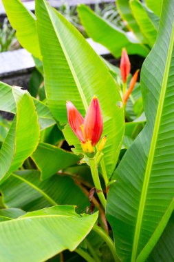 Yeşil yapraklı güzel kırmızı muz çiçeği