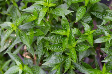 Andrographis bahçede paniklemiş.