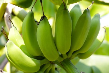 Muz ağacından sarkan taze yeşil muzlar.