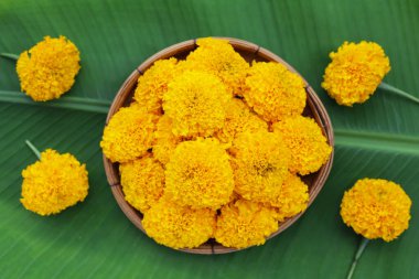 Güzel sarı kadife çiçekleri