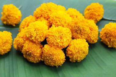 Güzel sarı kadife çiçekleri